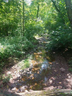 The view of the stream/woods from the bridge.