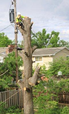 Tree Trimming