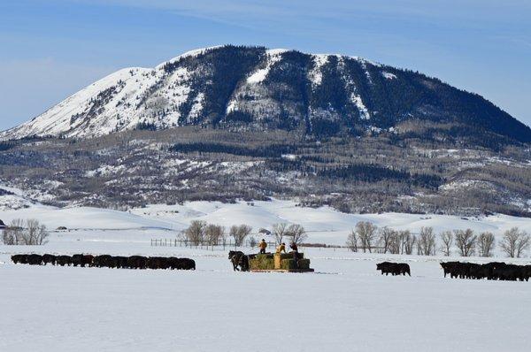 Christy Belton feeding her cattle with work horses in Routt County, Colorado - Photo by Hallie Myhre