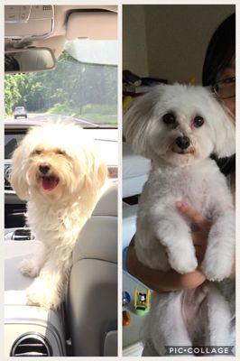 Before & After - amazing puppy cut and my toddler didn't even recognize our dog!  She insisted that we brought home the wrong pup!