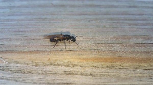 Carpenter Ant Swarmer