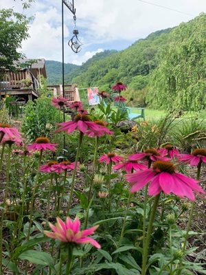 Echinacea