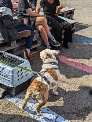 Storefront Market @ Storefront Records - Rocket Dog Rescue