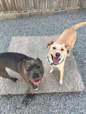 Happy pup friends in the play yard!