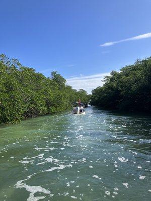 Mangrove tunnel