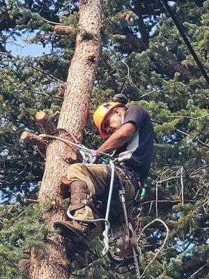 Get'er Done Tree Service - local tree removal company, affordable, bracing, sump removal, grinding, maintenance, pruning, trimming, rigging