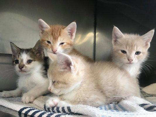 We have kittens and adult cats available for adoption!