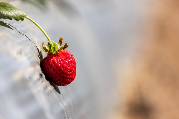 2021 Strawberry Picking at Gizdich Ranch