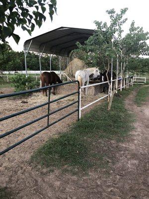 Horses out to pasture for the night