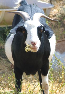 Happy Goat Grazing!