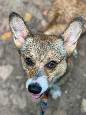 My wet, muddy boy at Maybury State Park