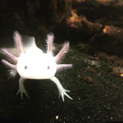 Alice the axolotl #PurePet