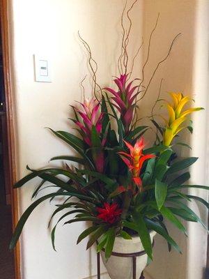 Bromeliad guzmania