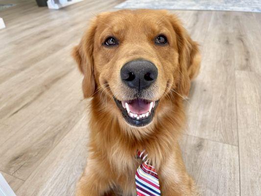 Max, the office Good Boy.