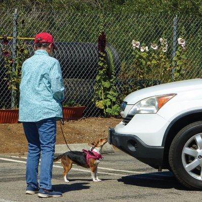 Nose Work at Gentle Touch Pet Training