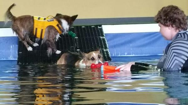 Khali and Tucker fetch toys from the water. We don't force dogs into the water. We let them experience it at their own pace.