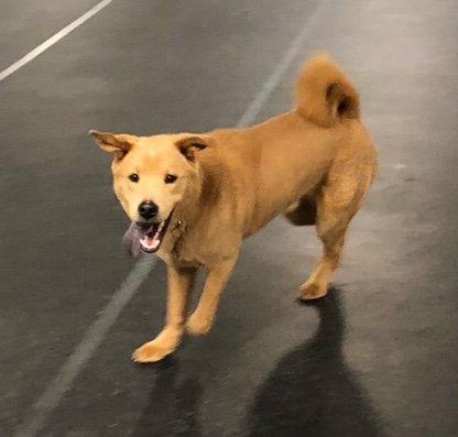 Forrest loving Enrichment Camp at Lead Your K9!