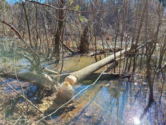 Evidence of beavers in the swamp.