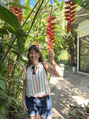 Heliconia in Canaan