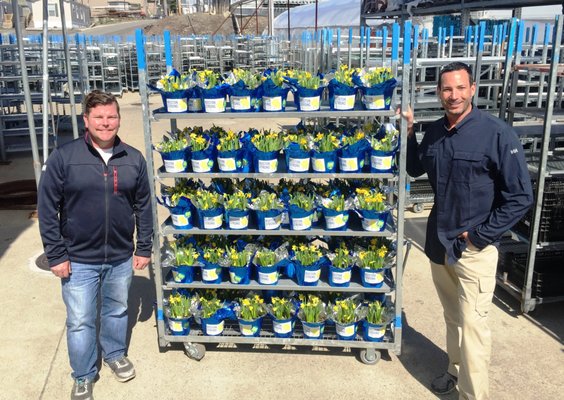 Olson's grows all the daffodils for the Boston Marathon Daffodil Project.