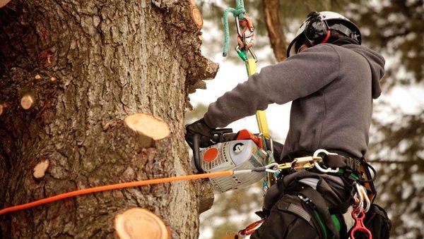 AB Tree Service