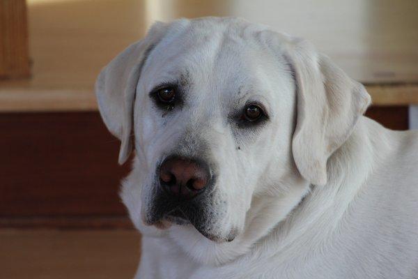 Tucker , the shop Dog.