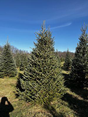 Fraser Fir