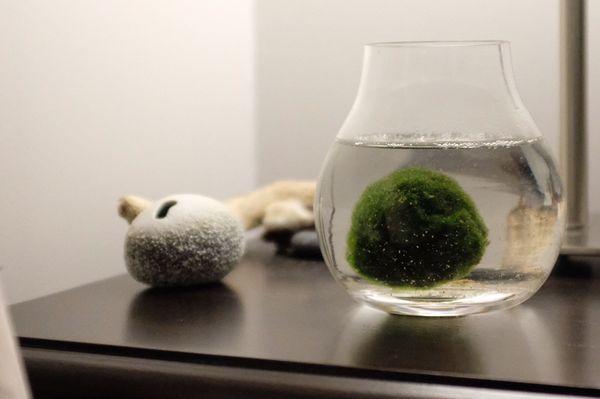 Water plant- marimo