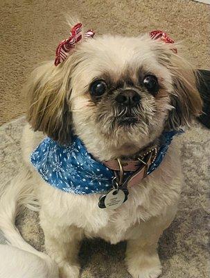 Christmas bows in her pup-tails