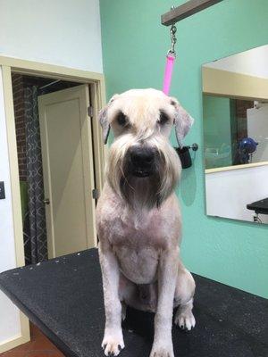 After Hair Cut. Growing out his Wheaten face.