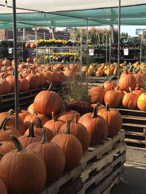 Fall section if pumpkins.