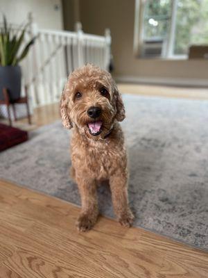 Happy pup post cut!