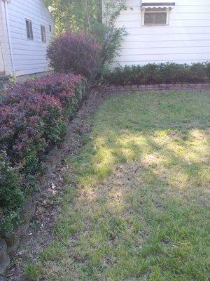 Grass clippings everywhere and in front of my shrubs - nothing but dirt! What happened to my head?!