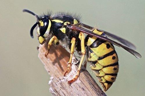 Wasps