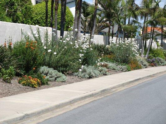 The Drought tolerant look