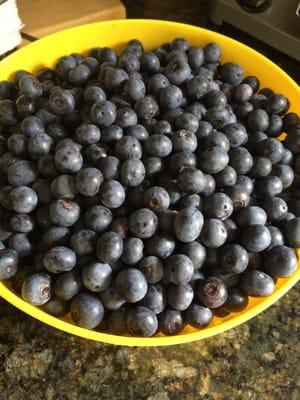 5 lbs. of fresh-picked blueberries