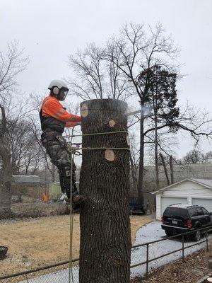 Chunkin down a fat sweetgum spar