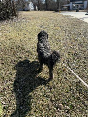 Client Juniper enjoying a walk