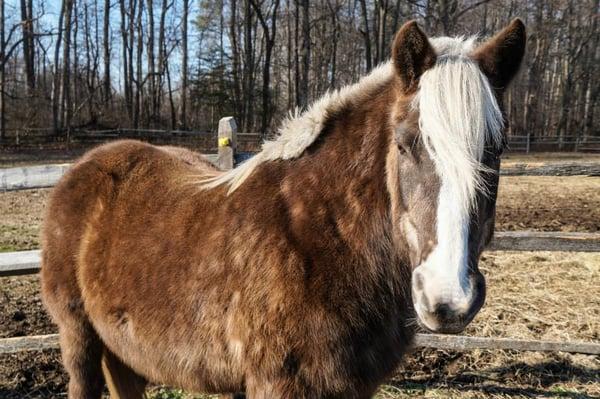 Our ponies are the best around! They love the kids and the kids fall in love with them!