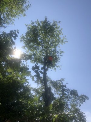 John’s Tree Service