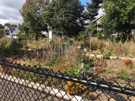 Community garden