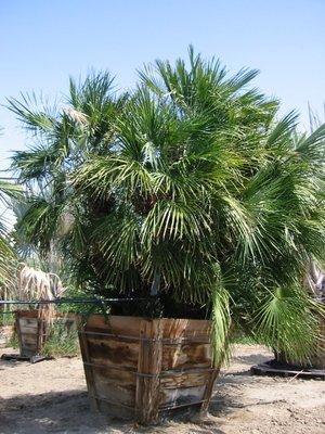 Chamaerops humilis