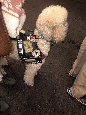 Northwestern Memorial Hospital staff complimented and were amazed at his great service animal training. THX CANINES4HOPE