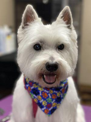 Mac the Westie