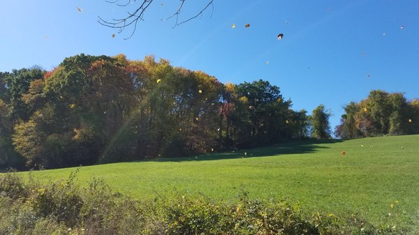 Haunted field, but that's what you look for in a NE dog park.