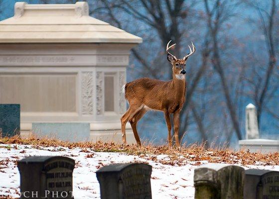 Finger Lakes Monument Co., Inc.