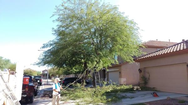 Tree trimming before monsoon