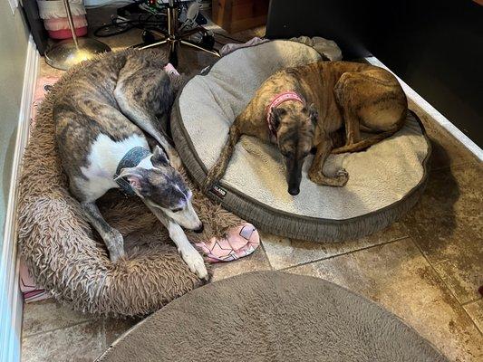 Barbie - right before we left for vet; she had rearranged the beds behind my desk