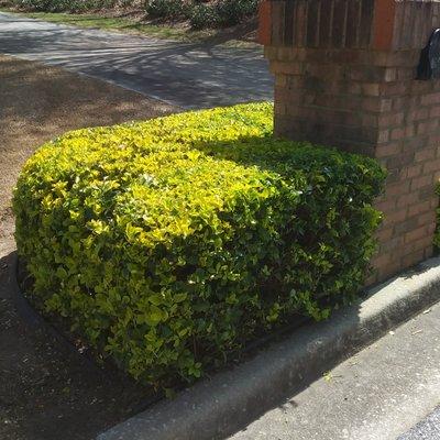 Hedge Trimming