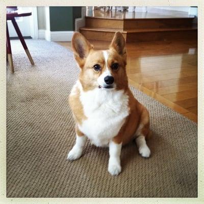 My handsome Corgi post-bath!